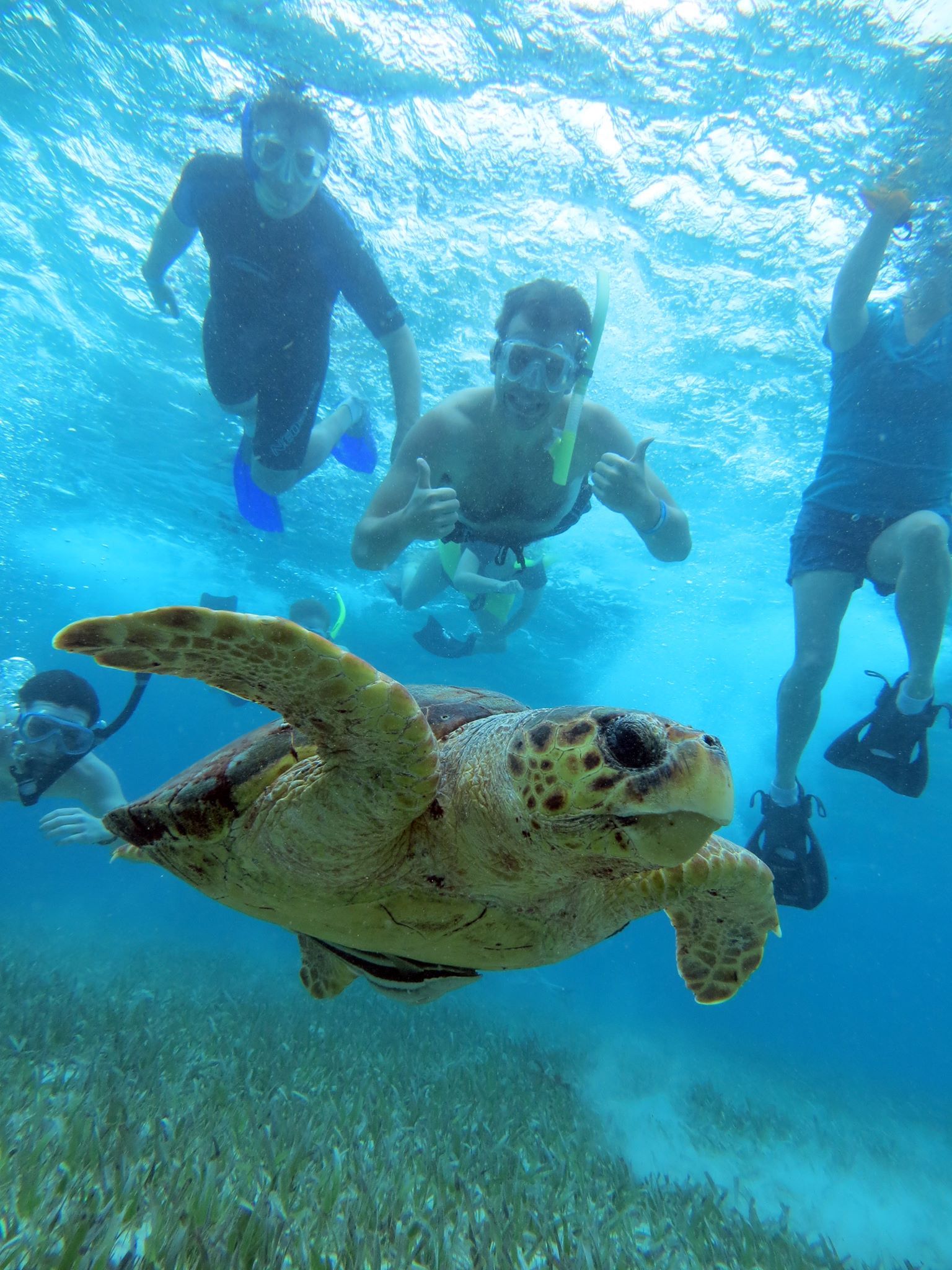 sea turtle, students in the water behind it 