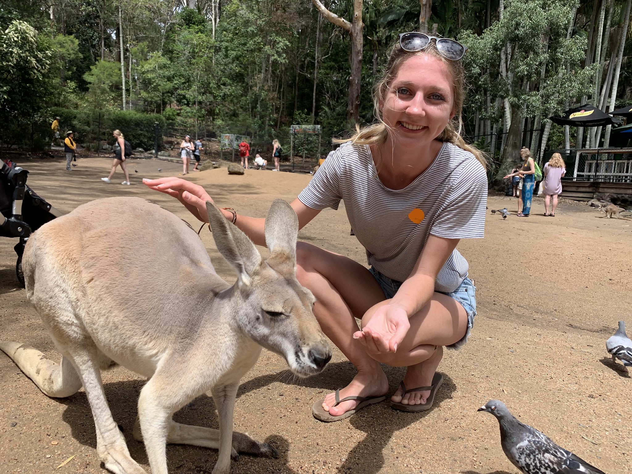 A student on a study abroad program in Lismore, Australia, taking picture next to a kangaroo.