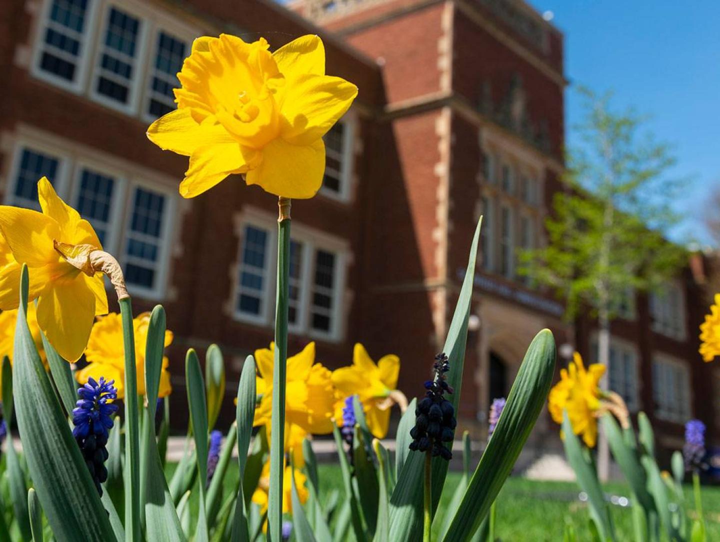 spring scene with daffodils 