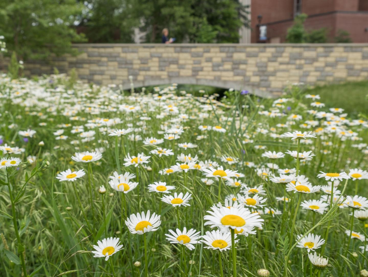 Daisy field on campus mall