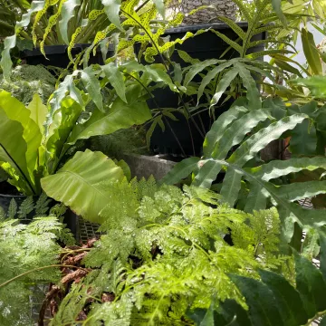 plants in the greenhouse