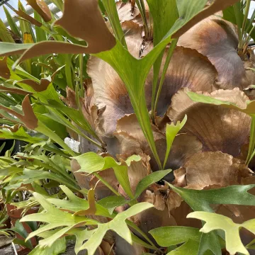 tropical plant with green and browning leaves