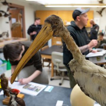 Bird used in a classroom on campus for studying