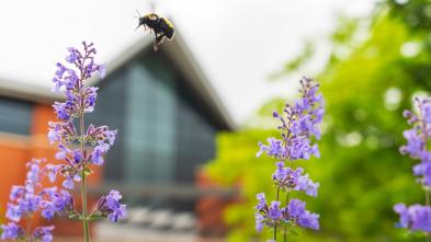 Campus beauty