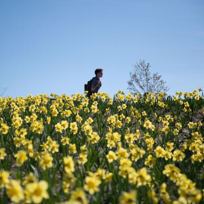 A student walks among hundreds of daffodils