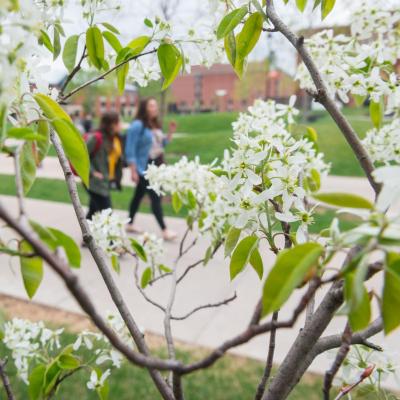 flowering trees in spring