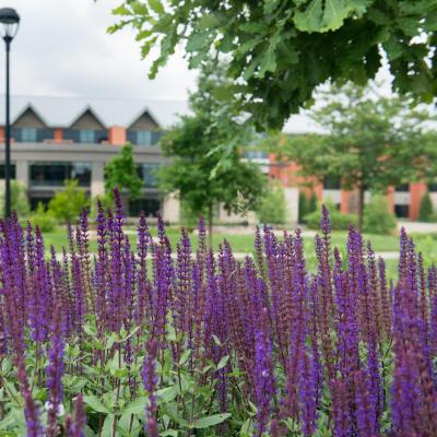 flowers on campus mall with Davies in background