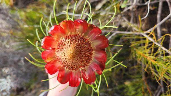 Protea plant