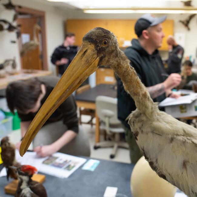 Bird used in a classroom on campus for studying