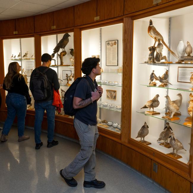 Students look at the birds on display at the Bird Museum