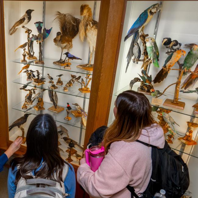 Students look at the birds on display at the Bird Museum