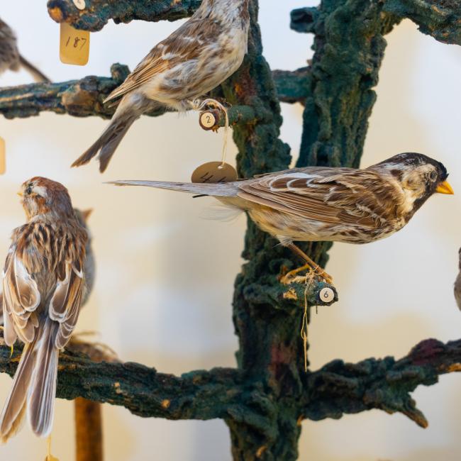 Birds on display in the Bird Museum on campus