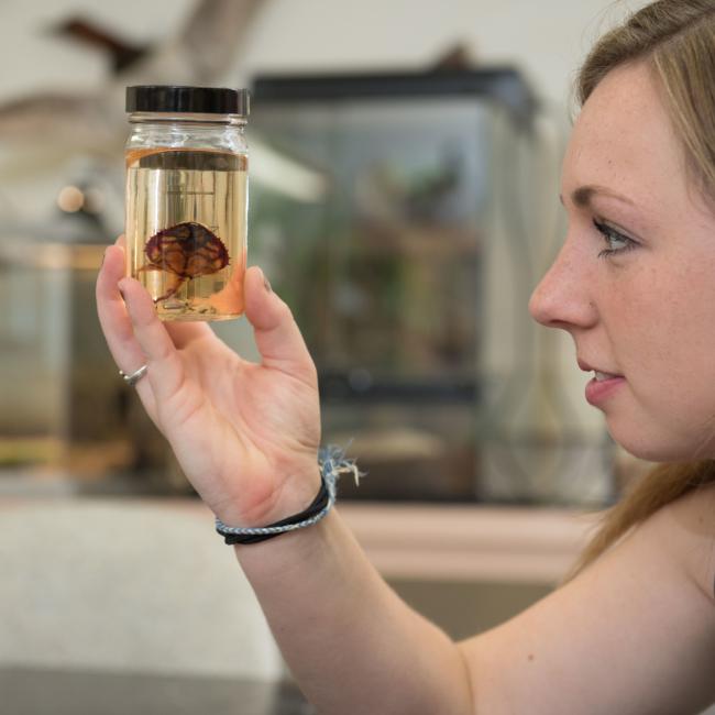 UWEC student looking at fish collection