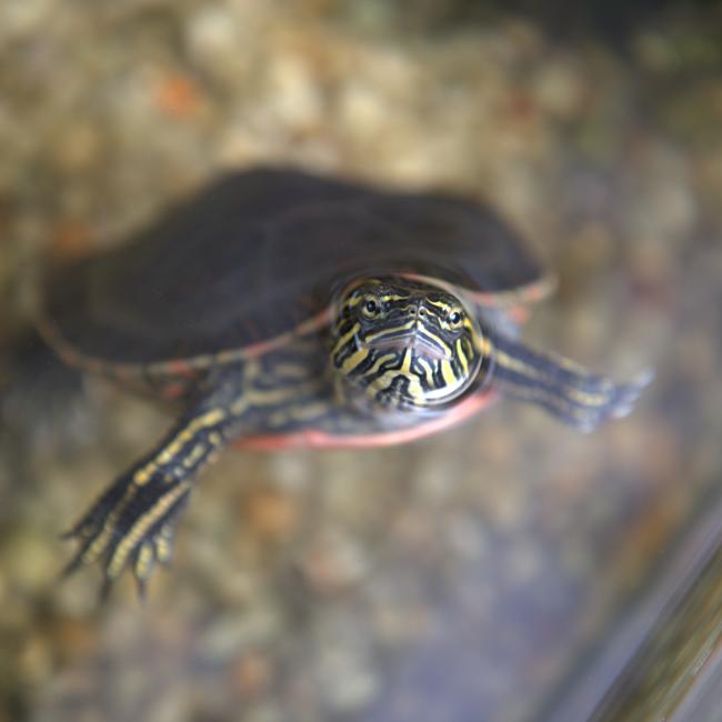 A turtle with yellow and black stripes sticks his face out of water.