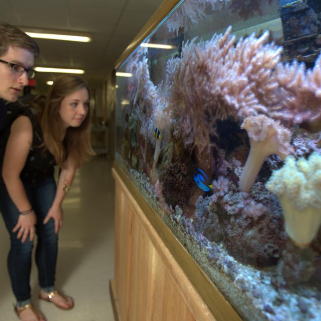 Two students crouch down and look at a fish tank in Phillips Hall.