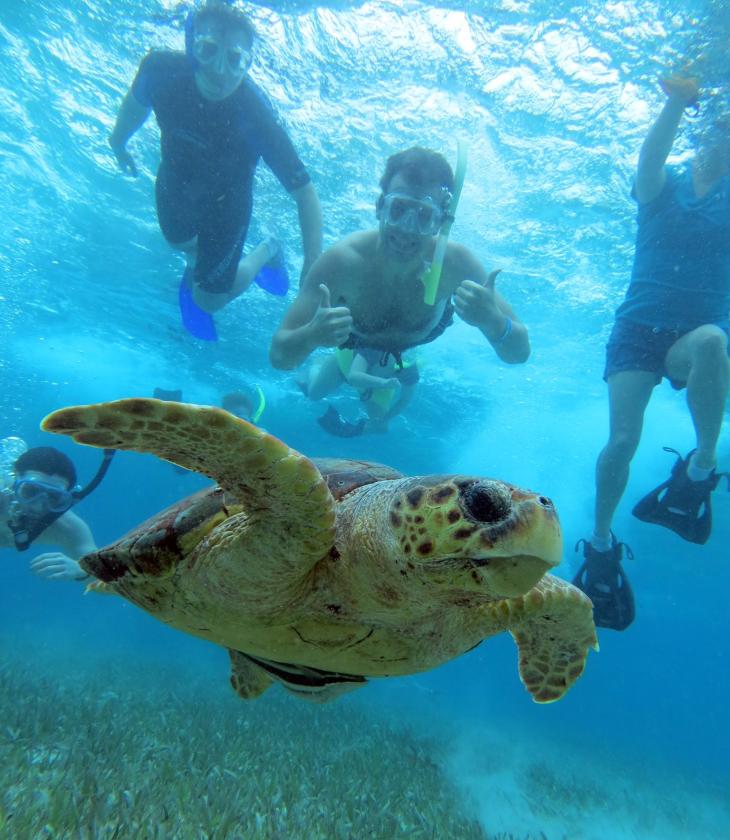 sea turtle, students in the water behind it 