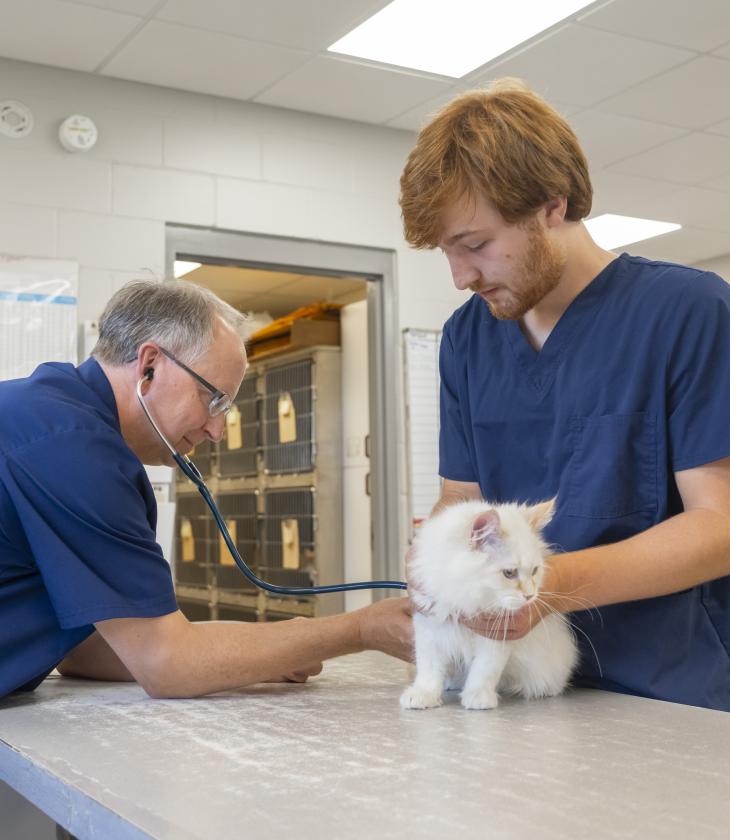 Pre-vet student examines a dog in a vet office.