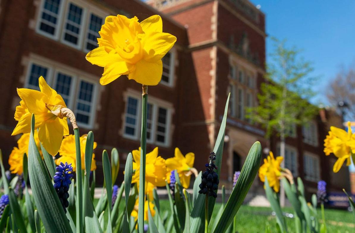 spring scene with daffodils 