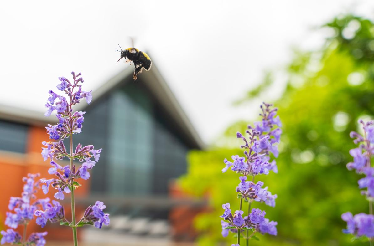 Campus beauty