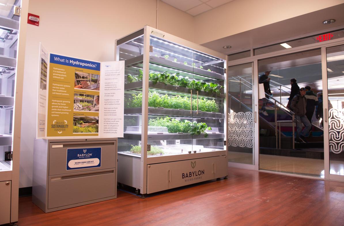 A picture of two large rectangular hydroponics units in the HUB in Davies. They are clear glass with five levels of plants growing in them.