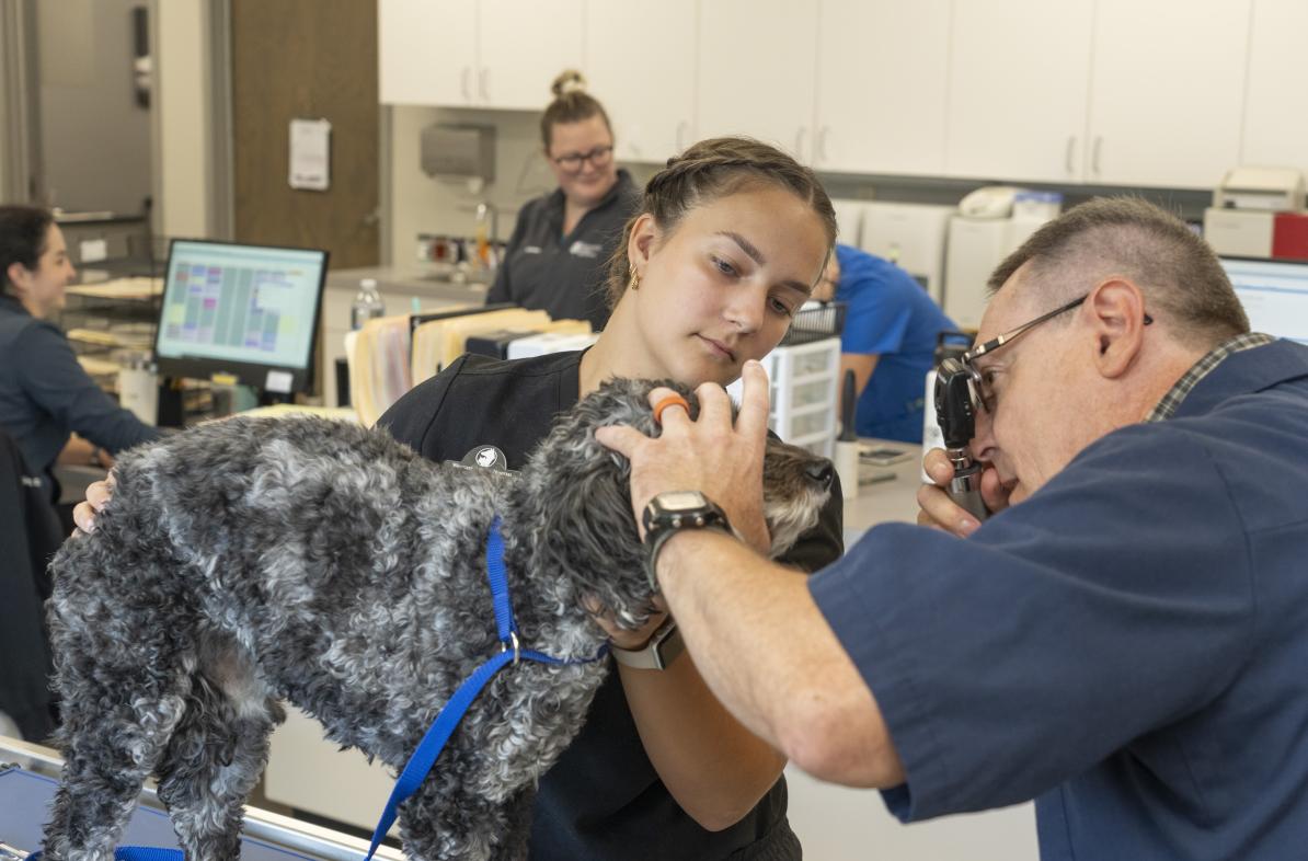 female student holding a dog while a veterinarian examines the teeth