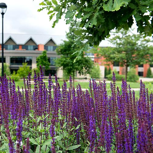 Davies flowers on campus mall with Davies in background